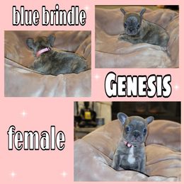 Girl 1 - French Bulldog puppy in Sandy, Utah from Fanciful Frenchies