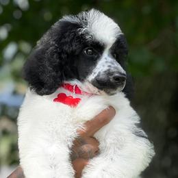 Goldendoodle and Poodle Puppies from Denikka Collins
