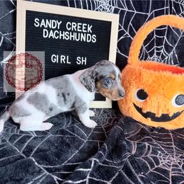 Sgaeyl - Dapple female Dachshund puppy in Rosanky, Texas from Sandy Creek Miniature Dachshunds