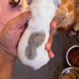 Freddy - Piebald male Dachshund puppy in Jarales, New Mexico from Poker Paws Dachshunds
