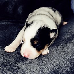 Glory Aussborne - Blue merle female Australian Shepherd puppy in Chaplin, Connecticut from Mystic Moon