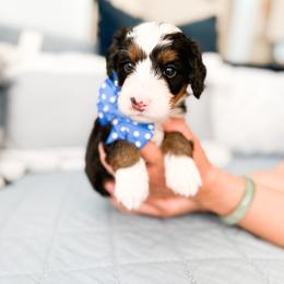 Bernedoodle, Goldendoodle, and Poodle Puppies from Teddy Doodles & Standard Poodles