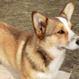 American Corgis and Pembroke Welsh Corgis from 3TGStockdogs
