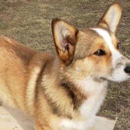 American Corgis and Pembroke Welsh Corgis from 3TGStockdogs