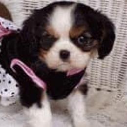 Cavalier King Charles Spaniel Puppies from Castlemar Cavaliers