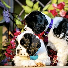 Cocker Spaniel Puppies from Cuttin Blue Farms