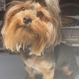Yorkshire Terriers from Fuller's Furry Friends