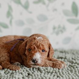 Rosie (dark purple) - Red  female Goldendoodle puppy in Apopka, Florida from The Classic Doodle