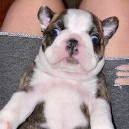 Boston Terrier Puppies from Stewie’s Bostons