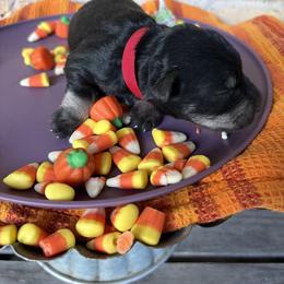 Red Collar - Black and silver male Miniature Schnauzer puppy in Garrison, Texas from RNH Schnauzers