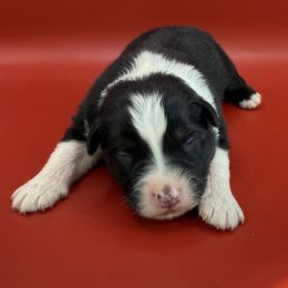 Xavier - Black tri-color male Australian Shepherd puppy in New Boston, New Hampshire from Painted Pup Australian Shepherds