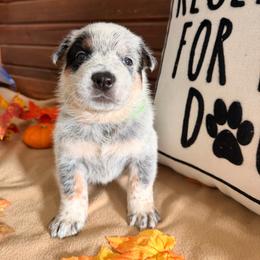 Green Collar - Blue speckled male Australian Cattle Dog puppy in Nevada, Missouri from Back Road Dog Company, LLC