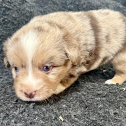 Chipotle - Red merle female Toy Australian Shepherd puppy in Medical Lake, Washington from MAS Gone Rogue
