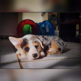 American Corgi and Pembroke Welsh Corgi Puppies from The Adirondack Corgi