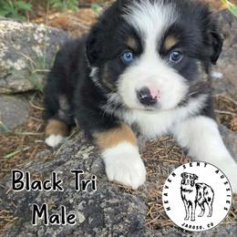 Harlan - Black tri male Miniature Australian Shepherd puppy in Jaroso, Colorado from Heaven Sent Aussies