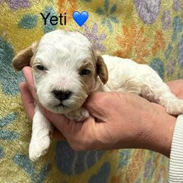 Yeti - White male Cavapoo puppy in Greensburg, Kentucky from Doodle Me Crazy