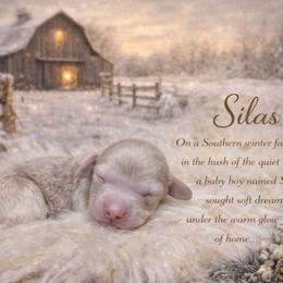 Silas - Dapple male Dachshund puppy in Washburn, Tennessee from Clinch Mountain Dachshunds