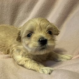 Cockapoo, Goldendoodle, and Maltipoo Puppies from Loris Pampered Pooches💕