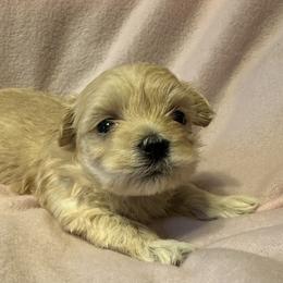 Cockapoo, Goldendoodle, and Maltipoo Puppies from Loris Pampered Pooches💕