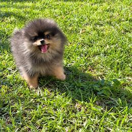 Blk n tan - Black and tan male Pomeranian puppy in Fayetteville, North Carolina from Tar-heel Poms