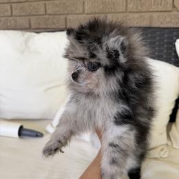 Pomeranian Puppies from Puppiesnat