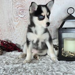 Angel - Black and white female Pomsky puppy in Atwood, Illinois from Peace Road Puppies
