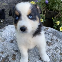 Girl 6 - female Australian Shepherd puppy in Tekonsha, Michigan from Cottage Farm Aussies