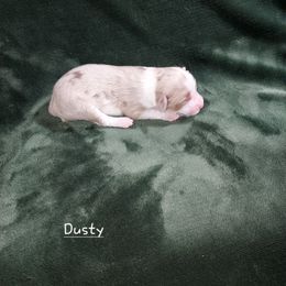 Dusty - Red merle female Miniature Australian Shepherd puppy in Mc Arthur, California from Kingscastle Ranch