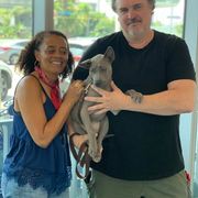 Thai Ridgeback Puppies from Topking Thai Ridgeback Dogs
