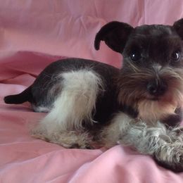 Giant Schnauzers and Miniature Schnauzers from Carson Schnauzers