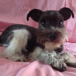 Giant Schnauzers and Miniature Schnauzers from Carson Schnauzers