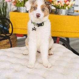 Australian Shepherd All Grown Up from Bar-F Kennels