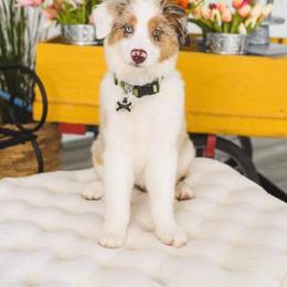 Australian Shepherd All Grown Up from Bar-F Kennels
