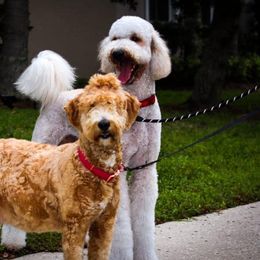 Goldendoodles from Luxury Doodle
