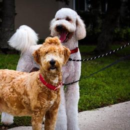 Goldendoodles from Luxury Doodle