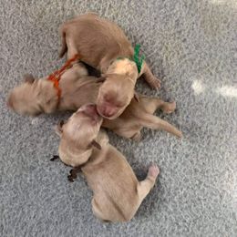 Golden Retriever Puppies from Double Down Retrievers