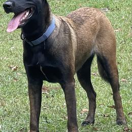Belgian Malinois and xDutch Shepherd All Grown Up from Alliance K9