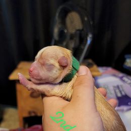 Chihuahua Puppies from King's Country Style Kennels
