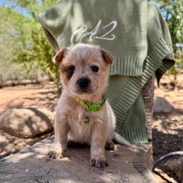 Mr. Graham (AKC) - Red mottled male Australian Cattle Dog puppy in Sahuarita, Arizona from A2 Australian Cattle Dogs