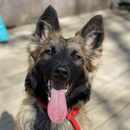 Calamity - Belgian Malinois