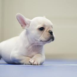 Rover - Cream male French Bulldog puppy in Sidney Center, New York from iFrenchi