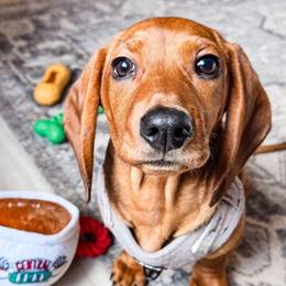 Dachshund Puppies from Pine & Pasture Dachshunds