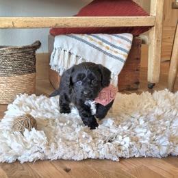 F1B Meet Hazel :) - Black and white female Cavapoo puppy in Centerville, Iowa from Barnyard Dachshunds, Dals & Doodles