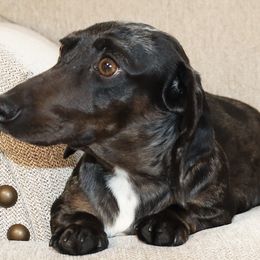 Kaya - Dachshund