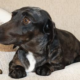 Kaya - Dachshund