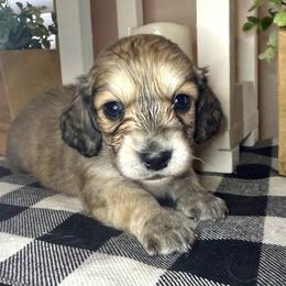 Yellow collar male - Cream male Dachshund puppy in Wylie, Texas from Karas Royal Dachshunds