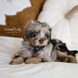 Sally - Merle female Schnoodle puppy in Grove, Oklahoma from Grand Lake Poodles & Doodles