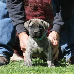 Light Blue Collar - Tiger female Perro de Presa Canario puppy in Pocahontas, Illinois from Cabeza Grande Kennel