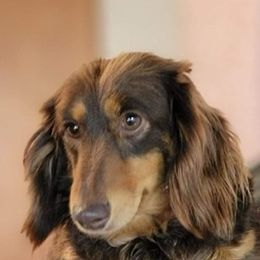 Hazel - Dachshund