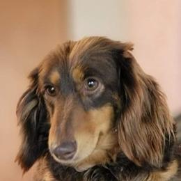 Hazel - Dachshund